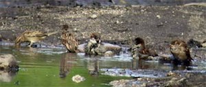 Duck DO gossip, you know ...