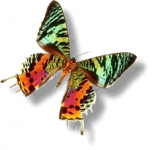 HopeButterfly