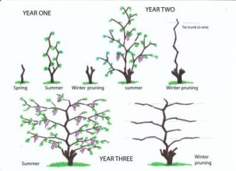 PruningVines_s