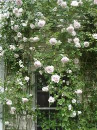 WhiteClimbingRose